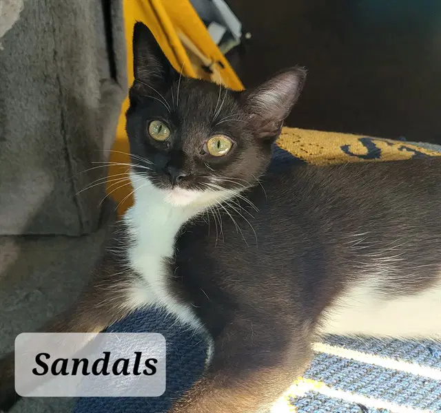 Sandals - Domestic Short Hair