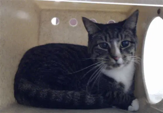 Poli - Domestic Short Hair