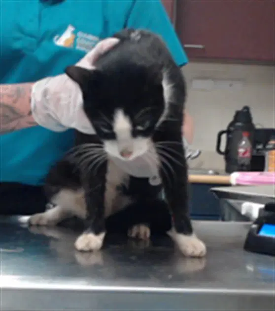 Bud - Domestic Short Hair