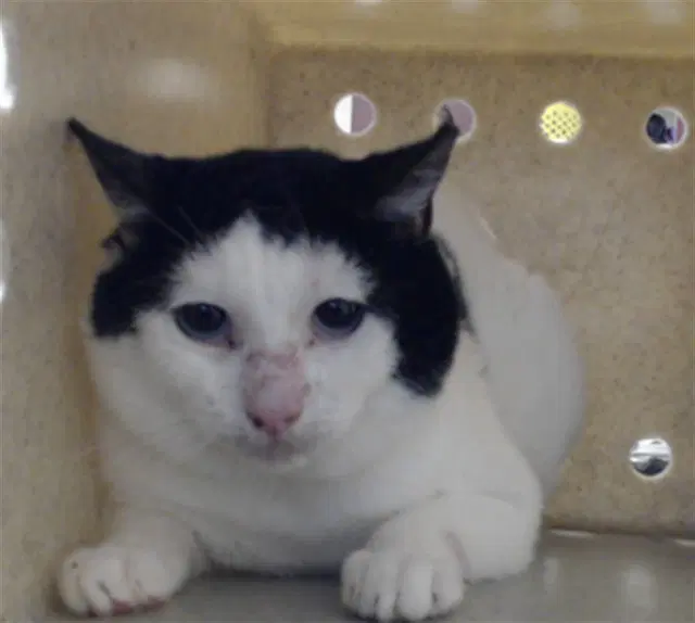 Unknown - Domestic Short Hair