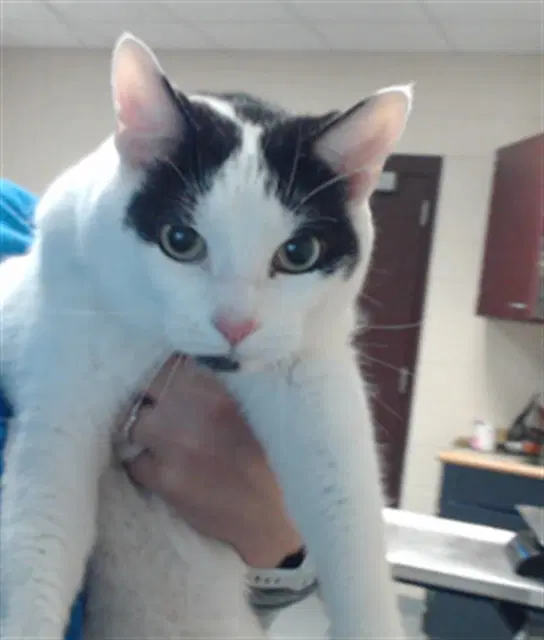 Melanie - Domestic Short Hair
