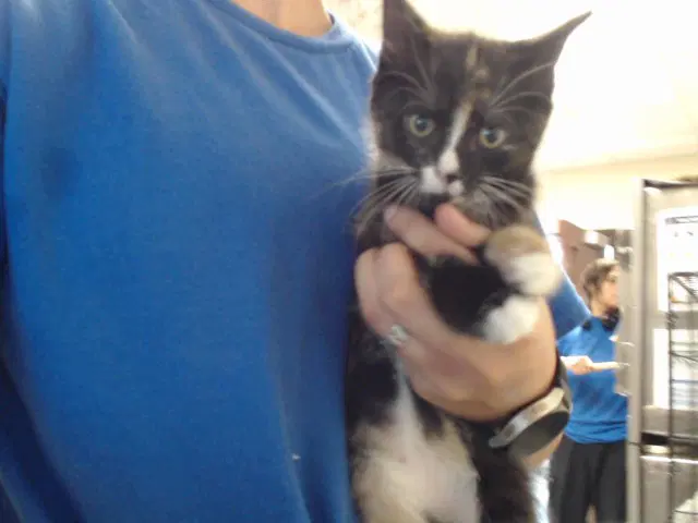 Charolette - Domestic Medium Hair