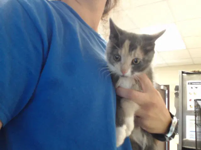 Pickle - Domestic Short Hair