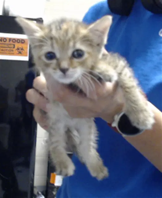 Squash - Domestic Short Hair