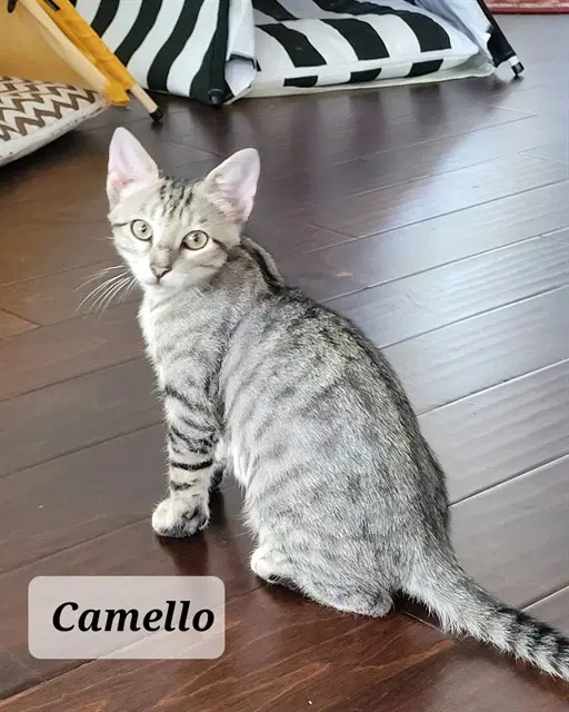 Camello - Domestic Short Hair