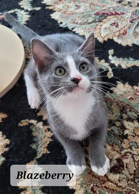 Blazeberry - Domestic Medium Hair