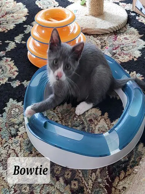 Bowtie - Domestic Short Hair