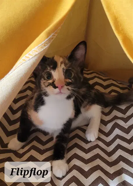 Flip Flop - Domestic Short Hair