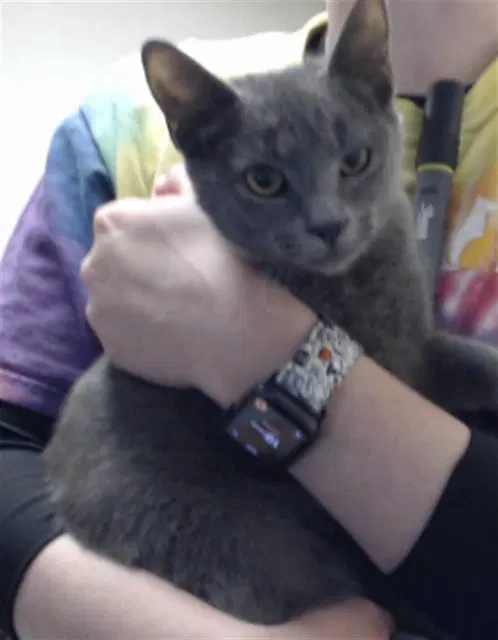 Mist - Domestic Short Hair