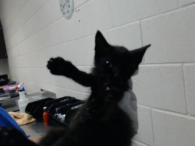 Polka - Domestic Short Hair