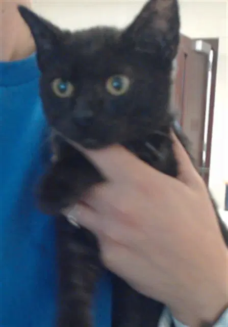 Scrappy - Domestic Short Hair