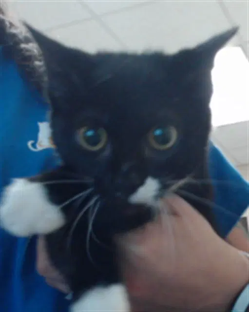 Button - Domestic Short Hair