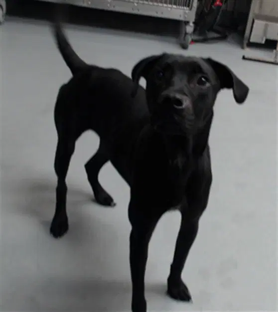 Midnight - Labrador Retriever