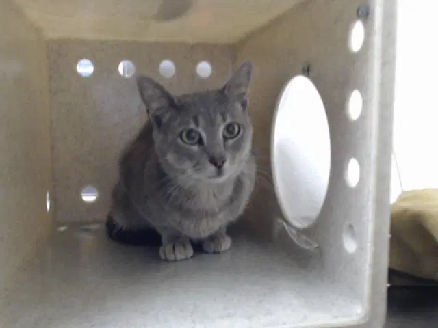 Unknown - Domestic Short Hair