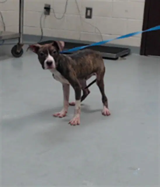 Unknown - Pit Bull Terrier