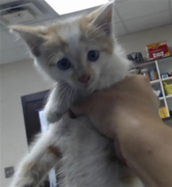 Jumbo - Domestic Short Hair