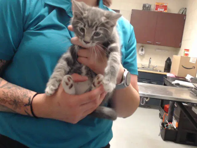 Unknown - Domestic Short Hair