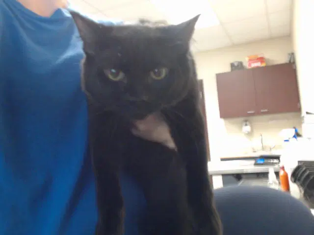 Paper Plate - Domestic Short Hair