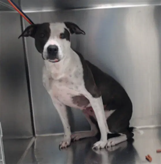 Harley - Pit Bull Terrier