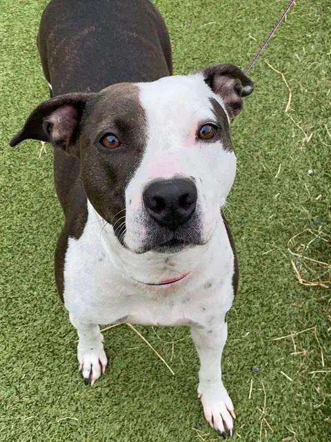 Harley - Pit Bull Terrier