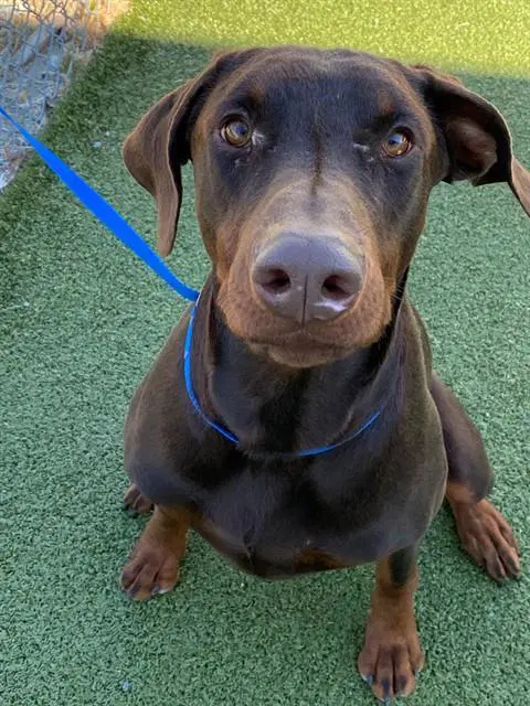 Simba - Doberman Pinscher