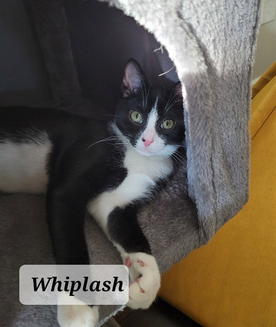 WHIPLASH
