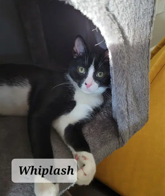 Whiplash - Domestic Short Hair