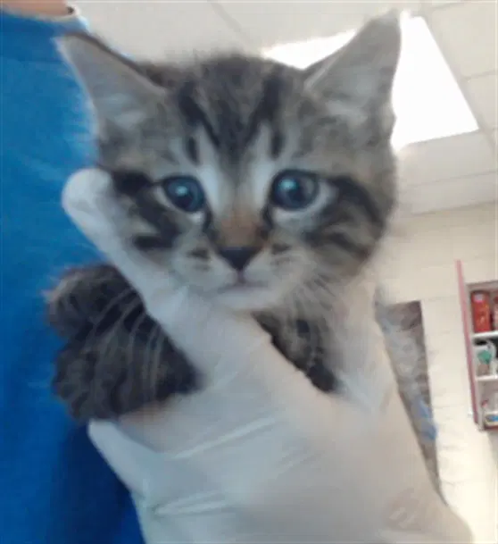 Franklin - Domestic Medium Hair