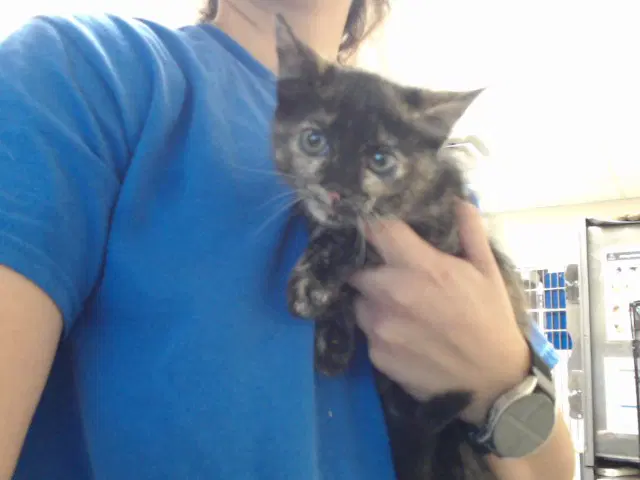 Unknown - Domestic Short Hair