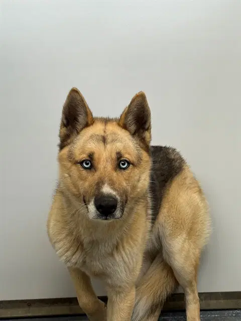 Sheski - German Shepherd Dog
