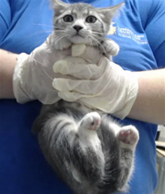 Unknown - Domestic Short Hair