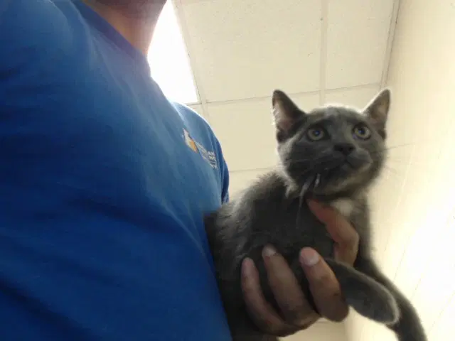 Unknown - Domestic Short Hair