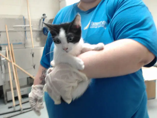 Unknown - Domestic Short Hair