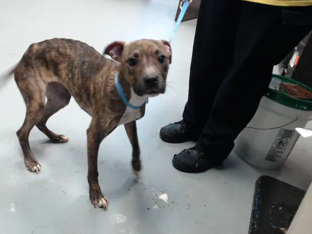 Willow - Pit Bull Terrier