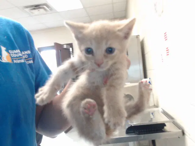 Butters - Domestic Short Hair