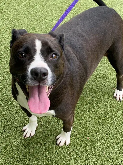 Tessa - Pit Bull Terrier