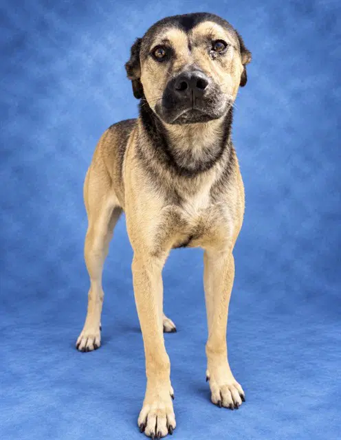 Freddie Mercury - German Shepherd Dog