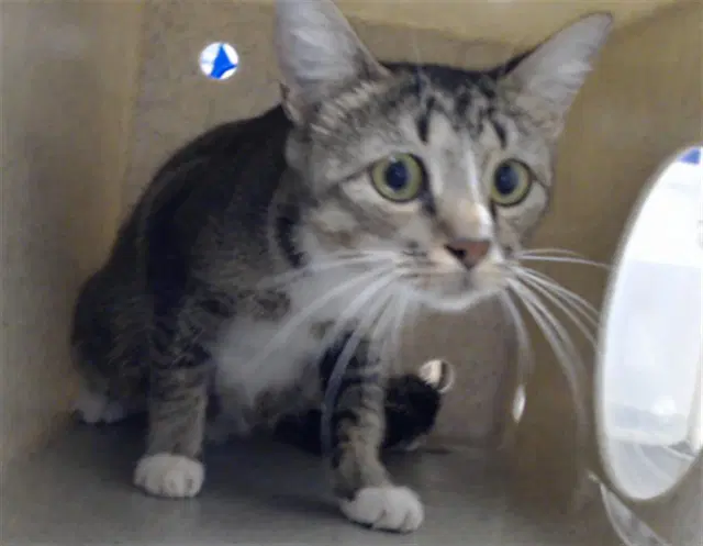Danny - Domestic Short Hair