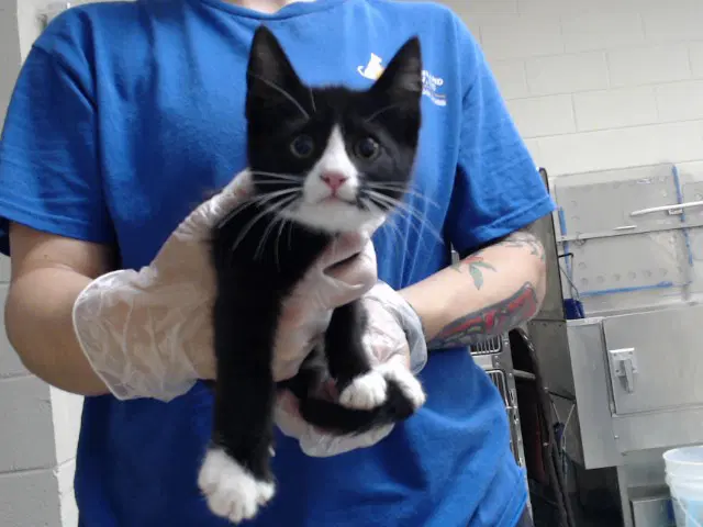 Unknown - Domestic Short Hair