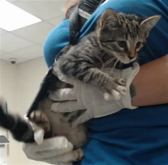 Unknown - Domestic Short Hair