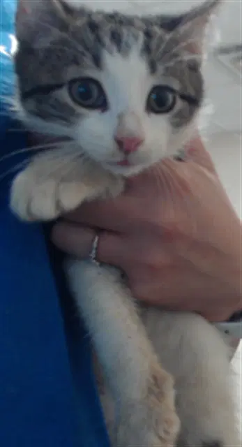 Unknown - Domestic Short Hair