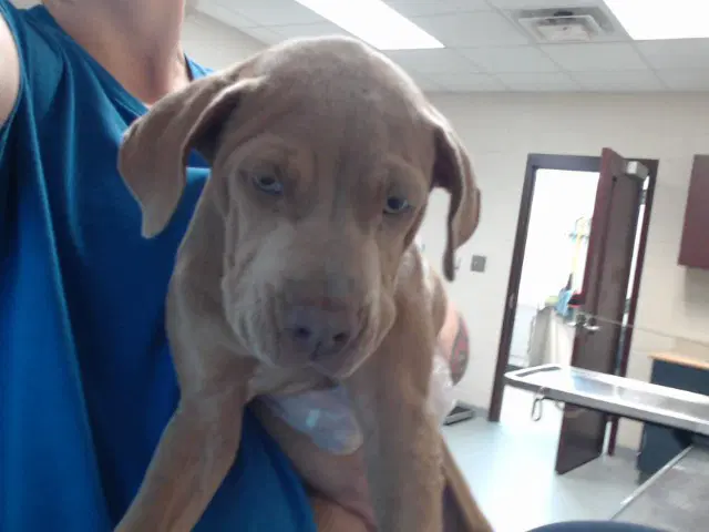 Unknown - Pit Bull Terrier