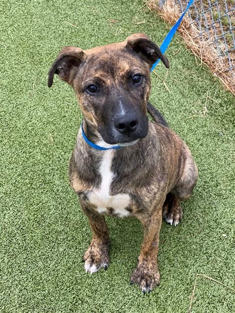 Enzo - Pit Bull Terrier