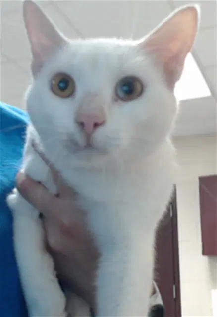 Unknown - Domestic Short Hair