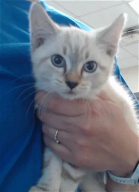 Unknown - Domestic Short Hair