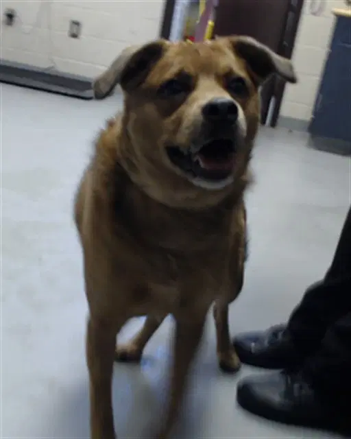 Jed - Labrador Retriever