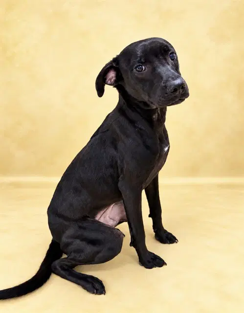 Midnight - Labrador Retriever