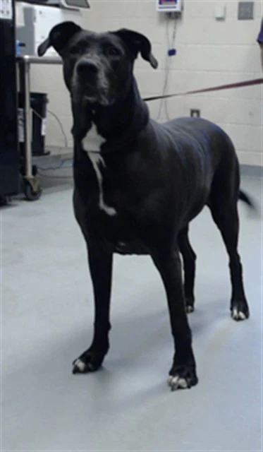 Nova