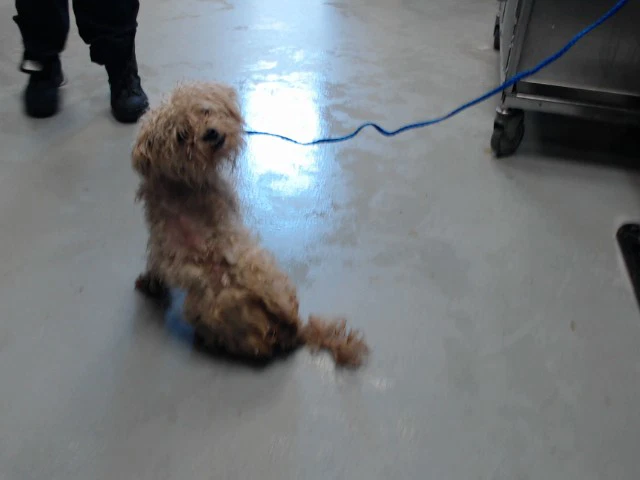 Louie