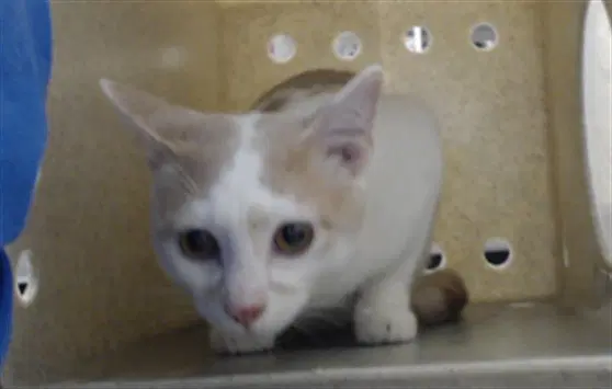 Unknown - Domestic Short Hair